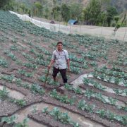 Broccoli crop planted in feburuary 2017